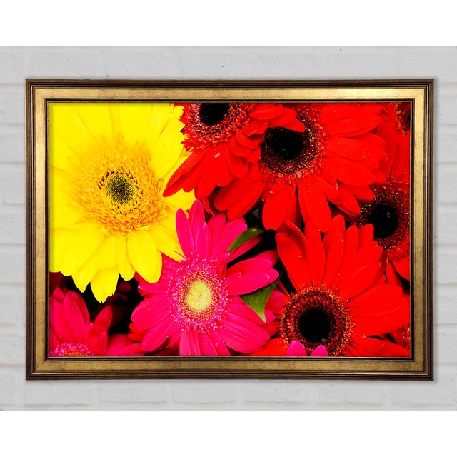 Gerbera Galore - Single Picture Frame Art Prints Ebern Designs Size: 59.7cm H x 84.1cm W x 1.5cm D on Productcaster.