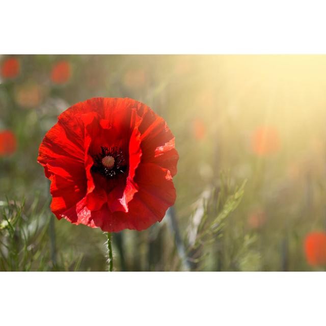 Poppy Flower by Shcherbyna - Wrapped Canvas Print Marlow Home Co. Size: 81cm H x 122cm W on Productcaster.