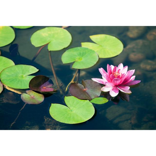 Pink Water Lily by KingWu - No Frame Art Prints on Canvas Ebern Designs Size: 20cm H x 30cm W on Productcaster.