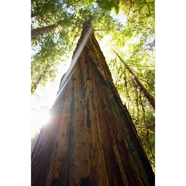 Sunlight Behind Redwood by Melissaperryphotography - Wrapped Canvas Photograph Union Rustic Size: 46cm H x 30cm W x 3.8cm D on Productcaster.