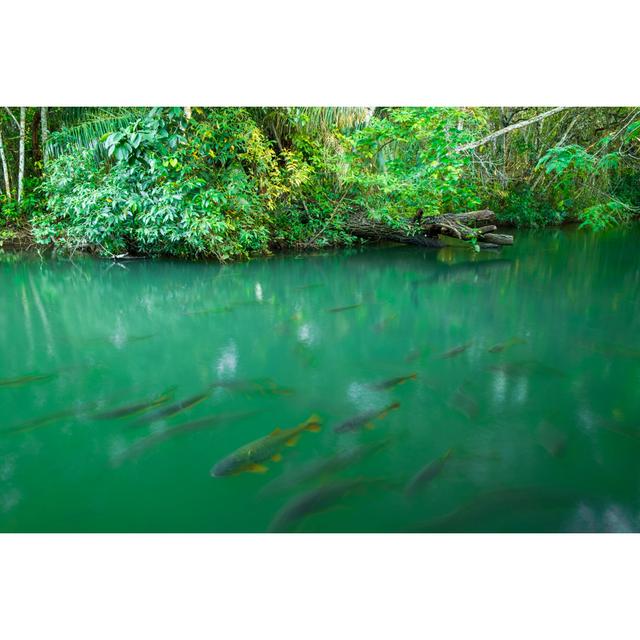 The Golden Fish by Brunomili - Unframed Photograph on Canvas House of Hampton Size: 20cm H x 30cm W x 3.8cm D on Productcaster.