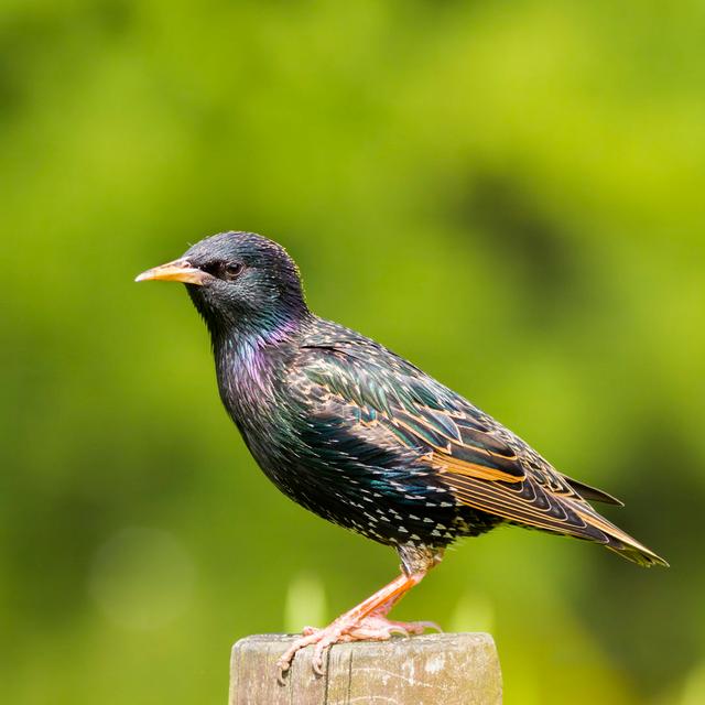 Common Photograph Starling by Chris2766 - Wrapped Canvas Photograph 17 Stories Size: 91cm H x 91cm W on Productcaster.