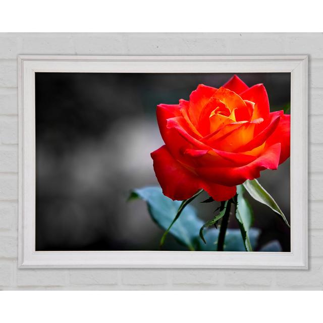 Orange Rose On Black - Single Picture Frame Print Canora Grey Size: 29.7cm H x 42cm W x 1.5cm D, Format: White Framed Paper on Productcaster.