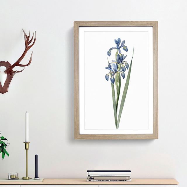 Blue Iris Flowers by Pierre-Joseph Redoute - Picture Frame Art Print East Urban Home Frame Option: Oak Framed, Size: 48cm H x 36cm W x 2cm D on Productcaster.