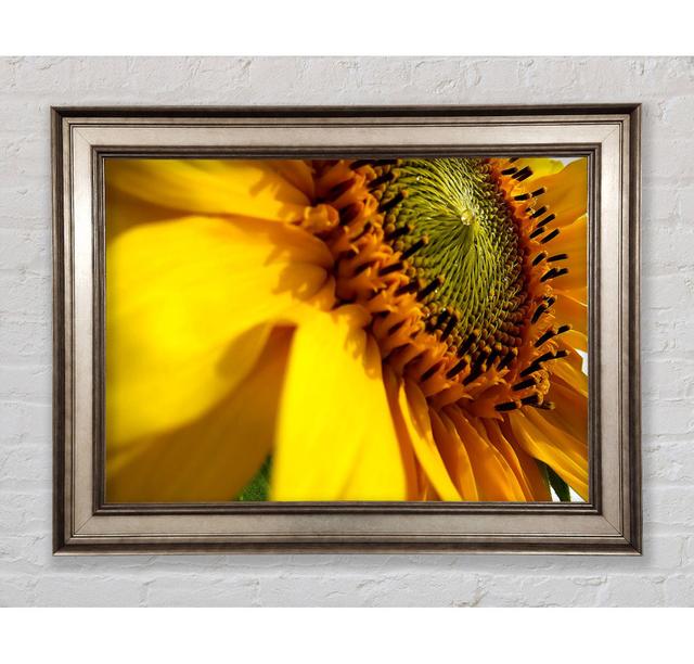 Sunflower Side - Single Picture Frame Art Prints Bright Star Size: 59.7cm H x 84.1cm W on Productcaster.