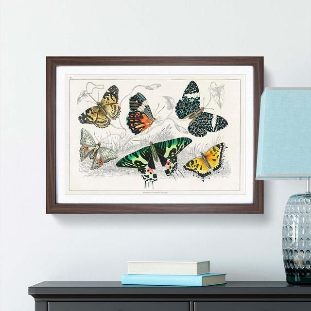 Assortment Of Butterflies XL by Oliver Goldsmith - Single Picture Frame Painting East Urban Home Size: 33cm H x 45cm W x 2cm D, Format: Walnut on Productcaster.