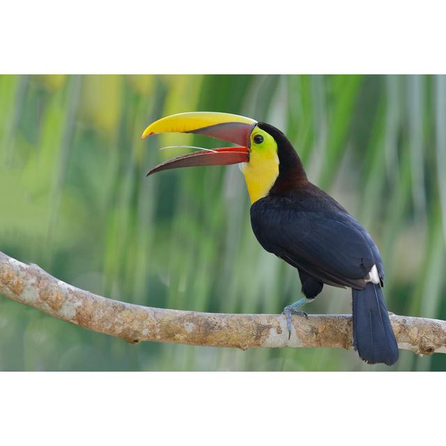 Chestnut-mandibled Toucan by BrianLasenby - Wrapped Canvas Photograph Bay Isle Home Size: 51cm H x 76cm W x 3.8cm D on Productcaster.