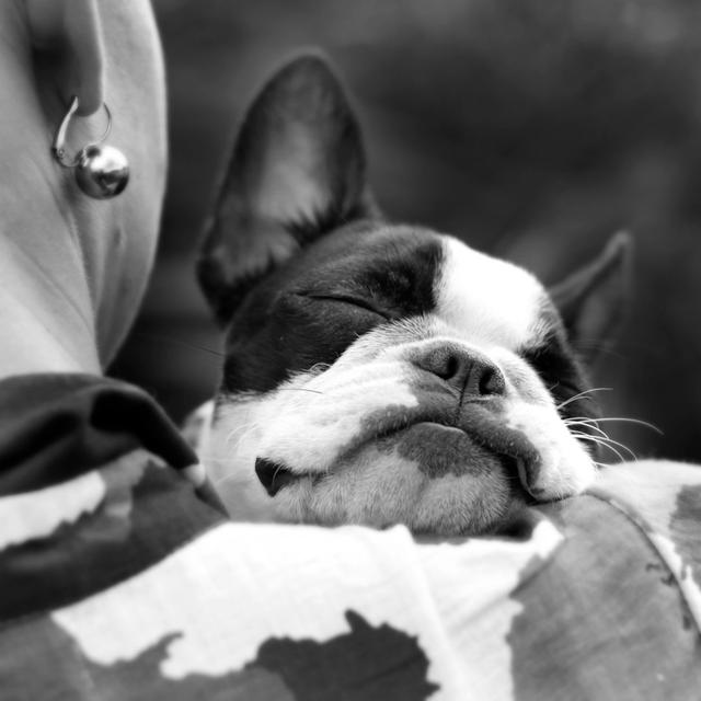 Sleeping Boston Terrier Latitude Run Size: 91cm H x 91cm W on Productcaster.