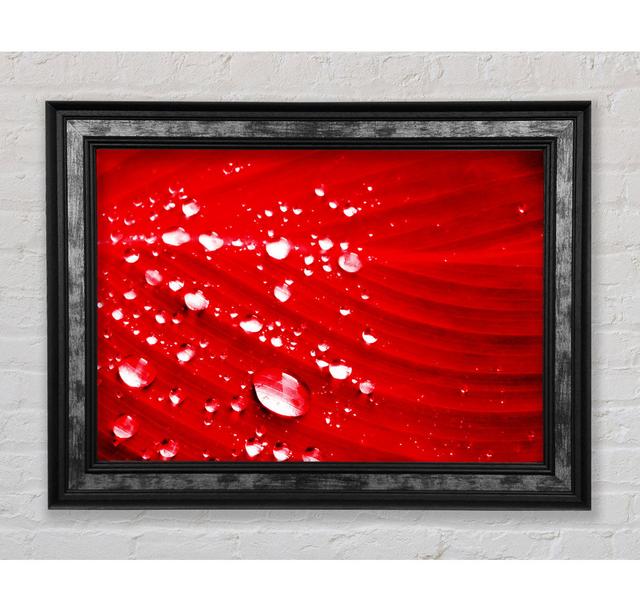 Rote Wassertropfen - Einzelner Bilderrahmen Kunstdrucke Bright Star Größe: 42 cm H x 59,7 cm B x 8 cm T on Productcaster.