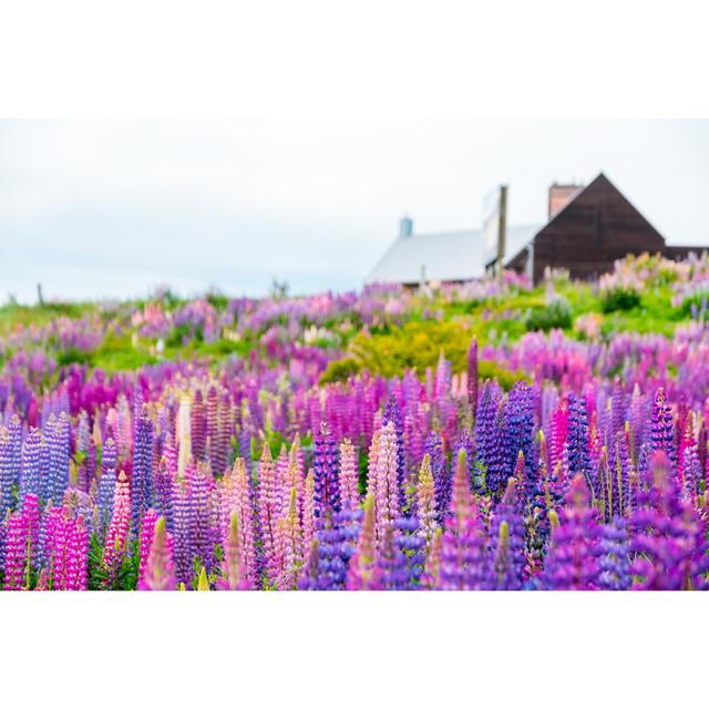 Beautiful Lupins Flower around Lake Tekapo Area, New Zealand. Ebern Designs Size: 20cm H x 30cm W x 3.8cm D on Productcaster.