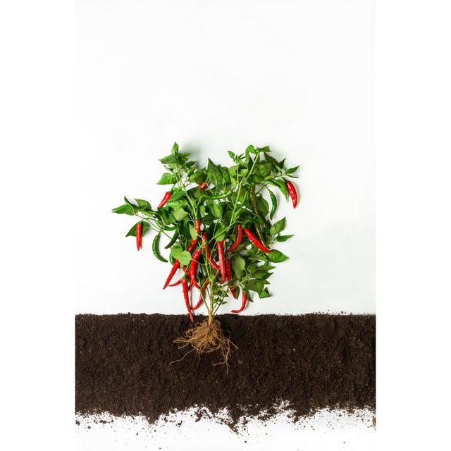 Chili Pepper. by Prostock-Studio - Wrapped Canvas Photograph Latitude Run Size: 46cm H x 30cm W on Productcaster.