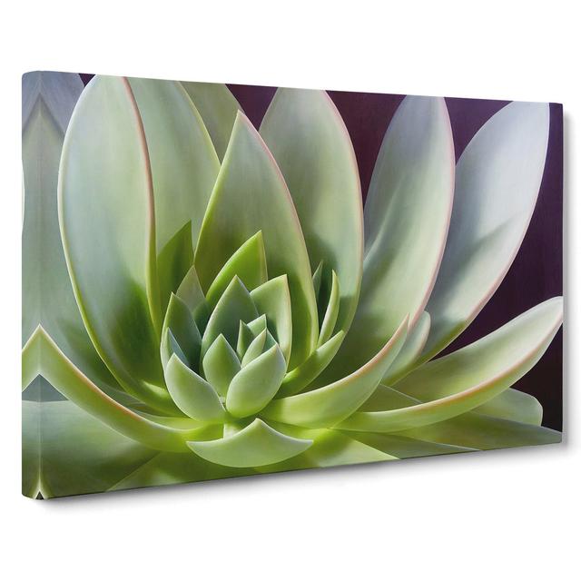 Interesting Succulent Plant - Wrapped Canvas Graphic Art World Menagerie Size: 40cm H x 60cm W x 3cm D on Productcaster.