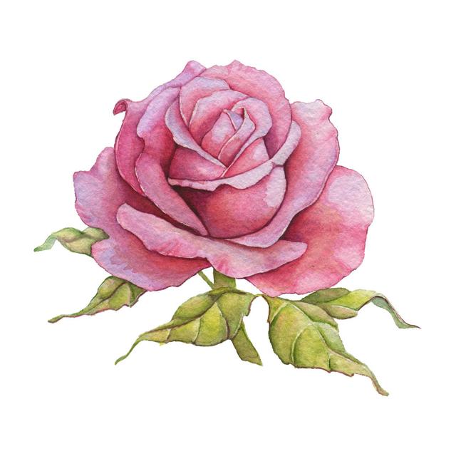 Berardino Watercolour Rose - Wrapped Canvas Print ClassicLiving Size: 30cm H x 30cm W 3.8cm D on Productcaster.