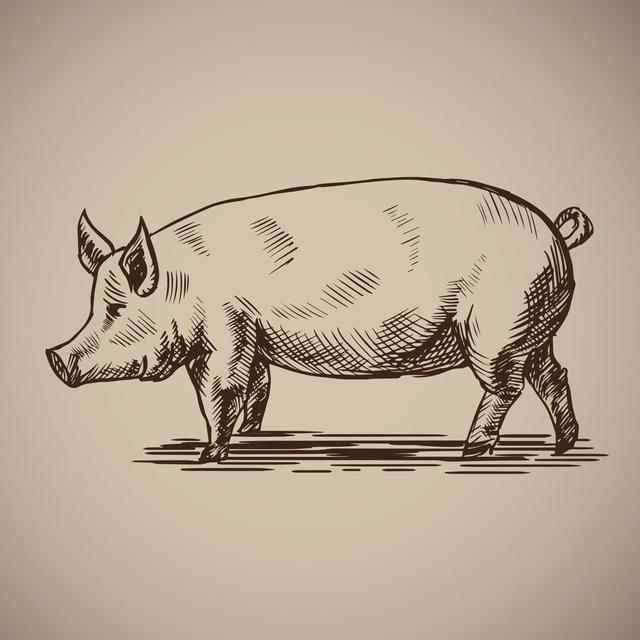 Pig by Eseninstudio - Wrapped Canvas Print August Grove Size: 91cm H x 91cm W x 3.8cm D on Productcaster.