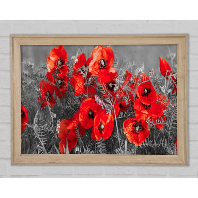 Red Poppy Closeup - Single Picture Frame Art Prints Ebern Designs Size: 29.7cm H x 42cm W x 1.5cm D on Productcaster.