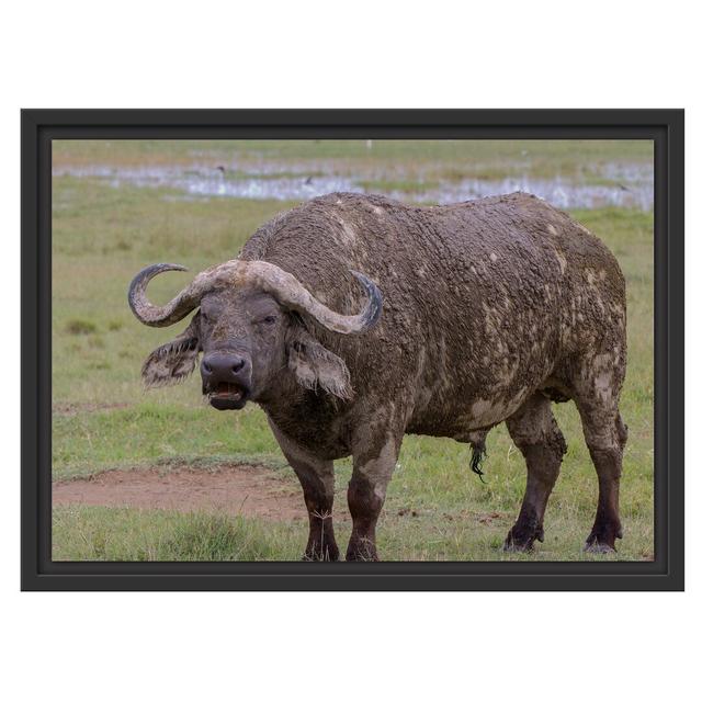 Gerahmter Fotodruck Cape Buffalo with Horns East Urban Home Größe: 40 cm H x 55 cm B on Productcaster.