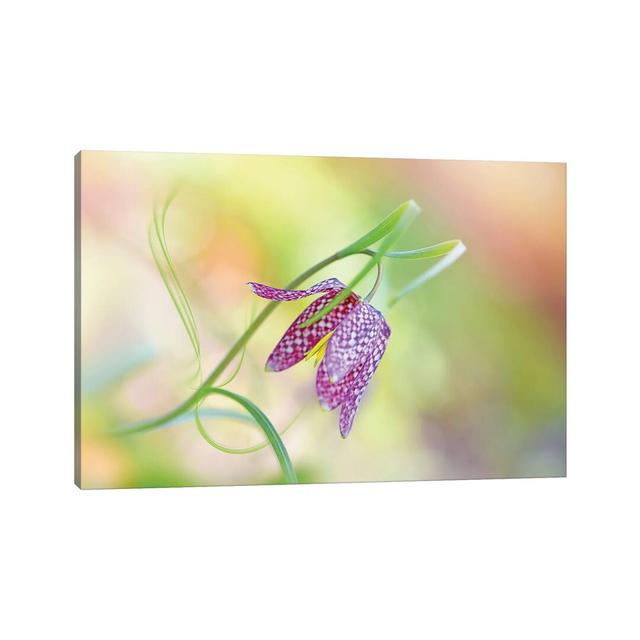 Snake's Head Fritillary by Jacky Parker - Wrapped Canvas Photograph Rosalind Wheeler Size: 30.48cm H x 45.72cm W x 1.905cm D on Productcaster.