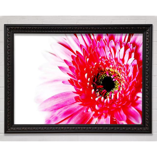 Stunning Pink Gerbera Petals Framed Print Bright Star Size: 84.1cm H x 118.9cm W on Productcaster.