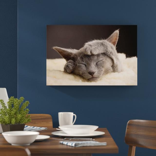 Leinwandbild „Katze“, Fotodruck East Urban Home Größe: 60 cm H x 80 cm B on Productcaster.