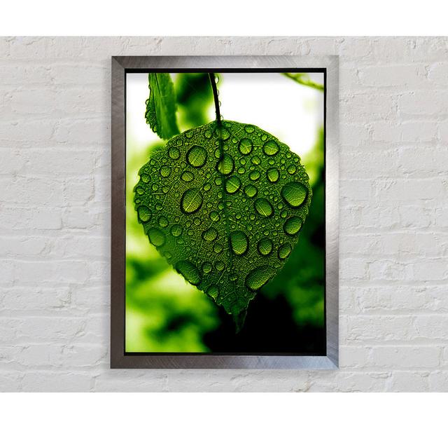 Waterdrops On A Leaf Framed Print Brayden Studio Size: 84.1cm H x 59.7cm W x 3.4cm D, Format: Gold Framed Paper on Productcaster.