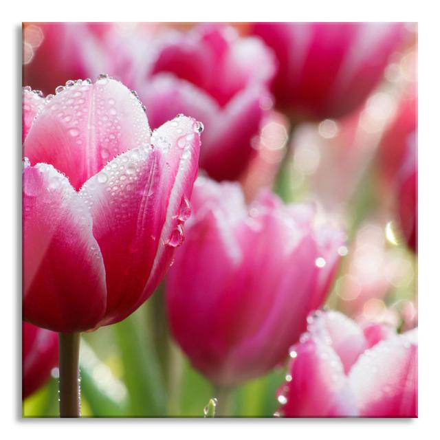 Tulips with Morning Dew - Unframed Photograph on Glass Brayden Studio Size: 70cm H x 70cm W x 0.4cm D on Productcaster.