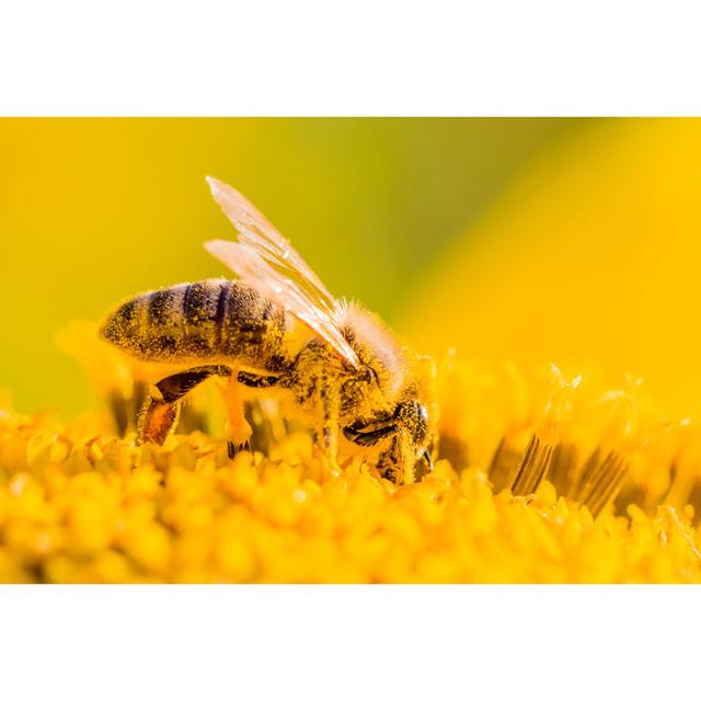 Honey Bee Covered with Yellow Pollen Collecting Nectar in Flower - Wrapped Canvas Photograph August Grove Size: 20cm H x 30cm W on Productcaster.