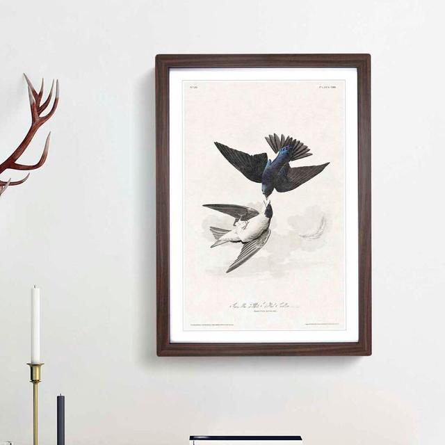 White-Bellied Swallow by John Audubon - Picture Frame Art Prints East Urban Home Size: 48cm H x 36cm W x 2cm D, Frame Option: Walnut Framed on Productcaster.