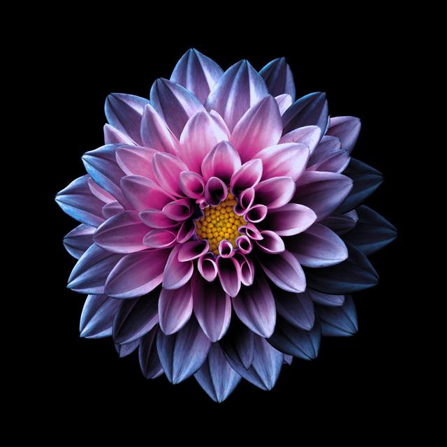 Surreal Dark Chrome Pink and Purple Flower Dahlia Macro Isolated on Black by BoxerX - Wrapped Canvas Graphic Art Ebern Designs Size: 20"H x 20"W on Productcaster.