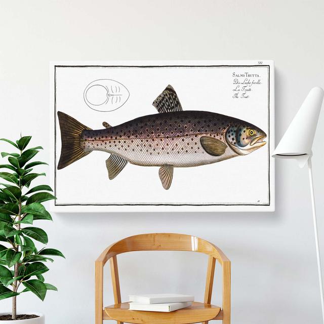 Brown Trout Fish - Wrapped Canvas Painting East Urban Home Size: 50.8 cm H x 35.6 cm W on Productcaster.