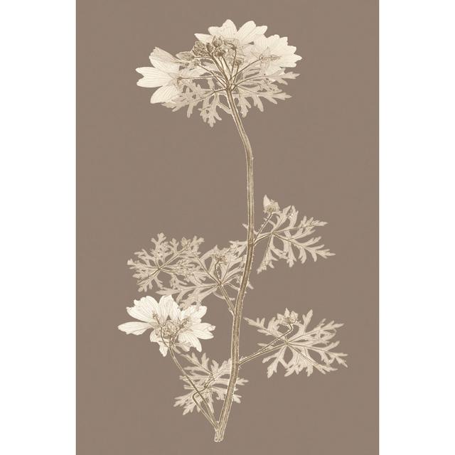 Taupe Nature Study II by Vision Studio - Wrapped Canvas Art Prints Marlow Home Co. Size: 46cm H x 30cm W on Productcaster.