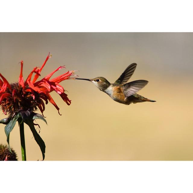 Hummingbird In Flight by BirdImages - No Frame Art Prints on Canvas 17 Stories Size: 51cm H x 76cm W on Productcaster.