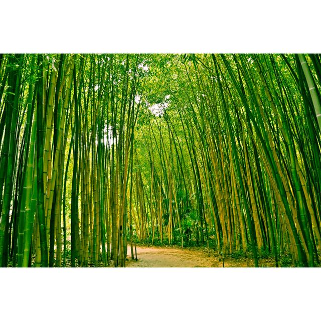 Asylbek Bambusoideae Bamboo Forest - Wrapped Canvas Print 17 Stories Size: 30cm H x 46cm W x 3.8cm D on Productcaster.