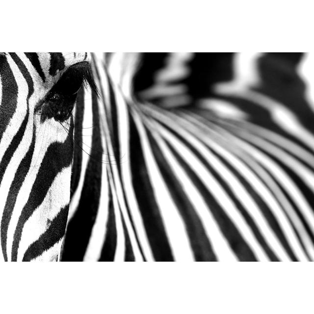 Zebra by Vito_Elefante - Print Latitude Run Size: 30cm H x 46cm W on Productcaster.