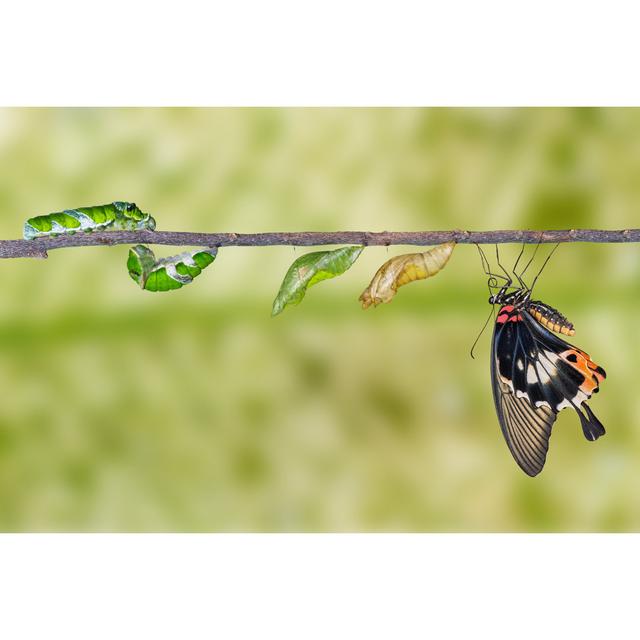 Life Cycle of Great Mormon Butterfly by Mathisas - Wrapped Canvas Photograph August Grove Size: 51cm H x 76cm W on Productcaster.