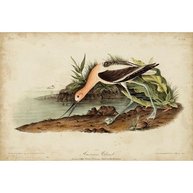 American Advocet by John Audubon - Wrapped Canvas Painting Brambly Cottage Size: 51cm H x 76cm W on Productcaster.