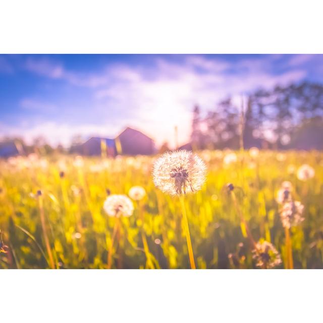 Cearfoss Dandelions In The Field by Ville Heikkinen - Wrapped Canvas Photograph Latitude Run Size: 61cm H x 91cm W x 3.8cm D on Productcaster.