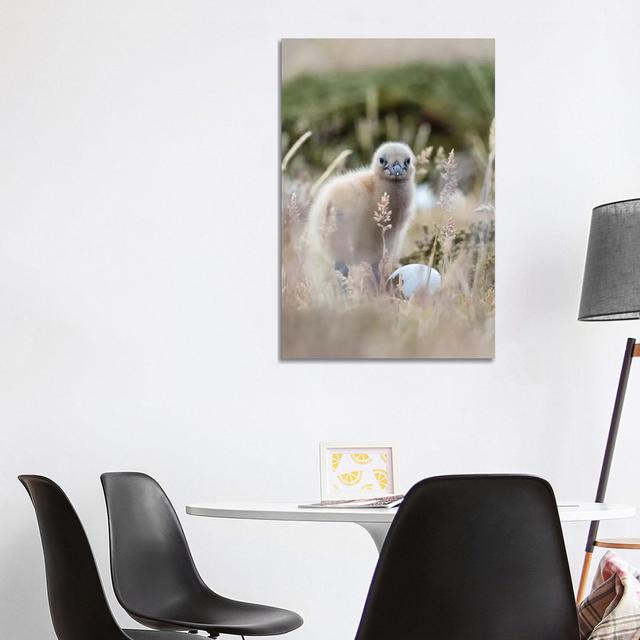 Falkland Skua Chick, Falkland Islands. by Martin Zwick - Wrapped Canvas Print Latitude Run Size: 101.6cm H x 66.04cm W x 3.81cm D on Productcaster.