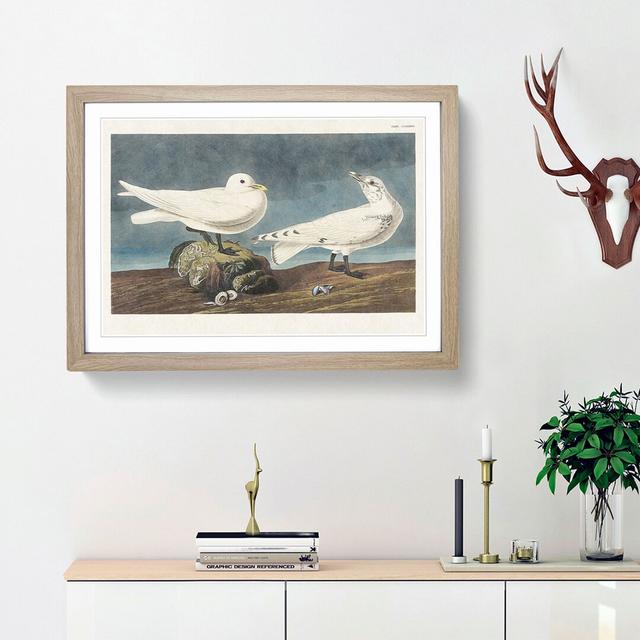 Ivory Gull by John Audubon - Picture Frame Painting Print East Urban Home Frame Option: Oak Framed, Size: 36cm H x 48cm W x 2cm D on Productcaster.