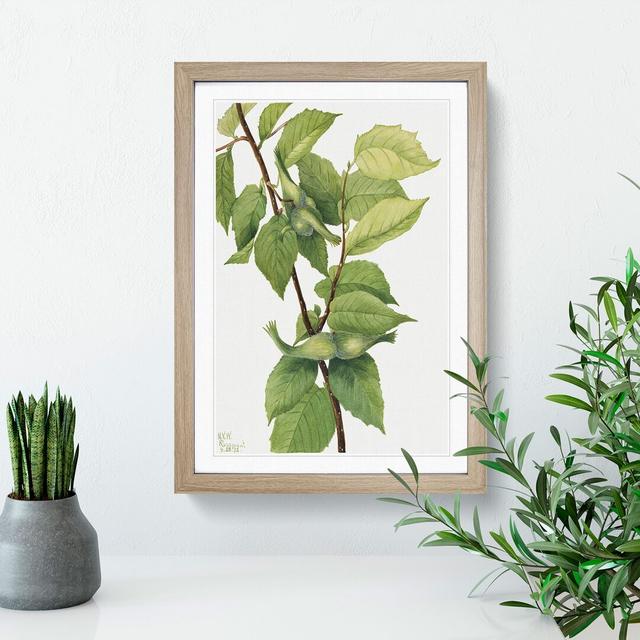 Beaked Hazelnut by Mary Vaux Walcott - Picture Frame Painting East Urban Home Frame Option: Oak Framed, Size: 65cm H x 48cm W x 2cm D on Productcaster.