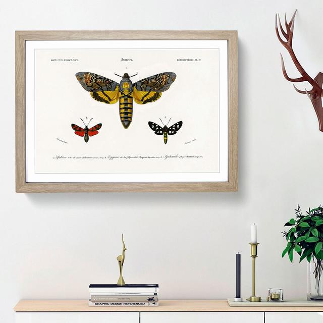 Moth Illustrations Pl.17 by Charles d' Orbigny - Picture Frame Painting Print East Urban Home Frame Option: Oak Framed, Size: 27cm H x 36cm W x 2cm D on Productcaster.