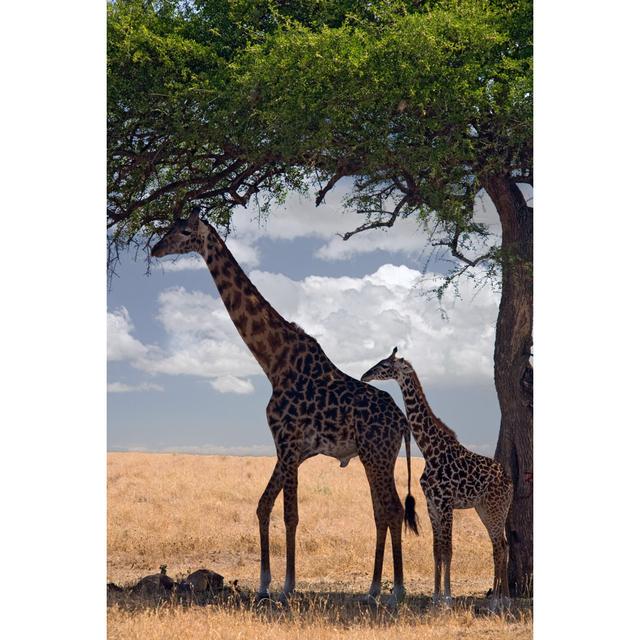 Asharoken Giraffes - Wrapped Canvas Print Latitude Run Size: 46cm H x 30cm W x 3.8cm D on Productcaster.