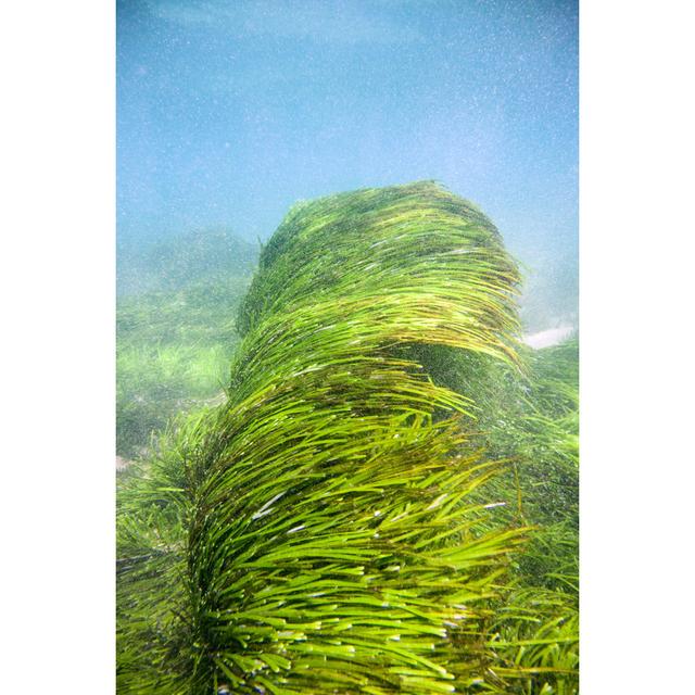 Sea Weed Moving With The Wave by Searsie - No Frame Art Prints on Canvas Beachcrest Home Size: 30cm H x 20cm W on Productcaster.