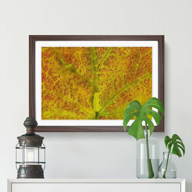 Veins of the Leaf in Abstract - Picture Frame Graphic Art Print East Urban Home Size: 35cm H x 50cm W x 2cm D, Frame Option: Walnut on Productcaster.