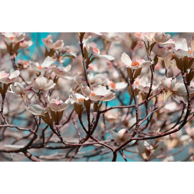 Dogwood Spring I by Sharon Chandler - Wrapped Canvas Print Ebern Designs Size: 30cm H x 46cm W on Productcaster.