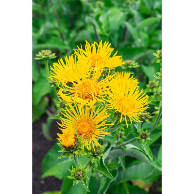 Oketo Elecampane Flowers, Inula Helenium by Martin Leber - Wrapped Canvas Photograph Latitude Run Size: 30cm H x 20cm W x 3.8cm D on Productcaster.