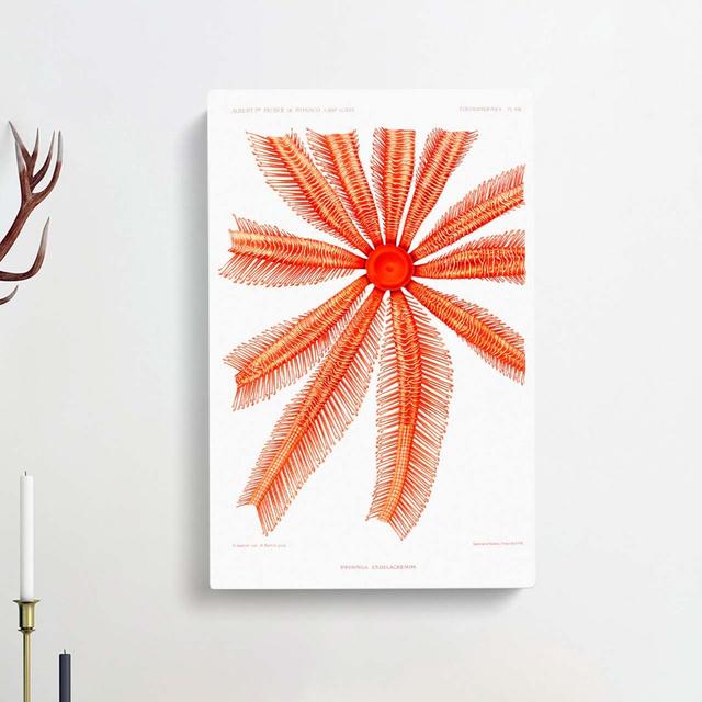 Starfish by Albert I - Wrapped Canvas Painting East Urban Home Size: 60cm H x 40cm W x 3cm D on Productcaster.