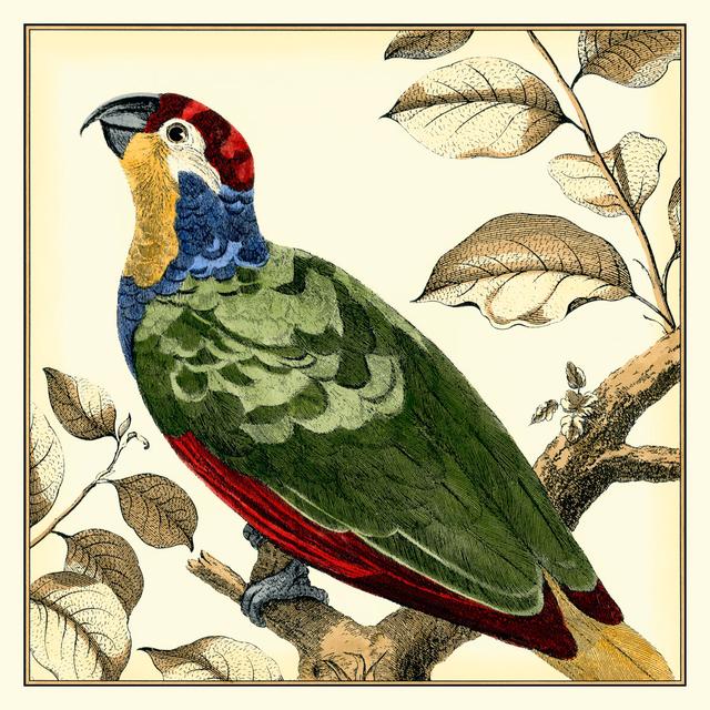 Tropical Parrot II by Martinet - Wrapped Canvas Graphic Art Bay Isle Home Size: 122cm H x 122cm W on Productcaster.