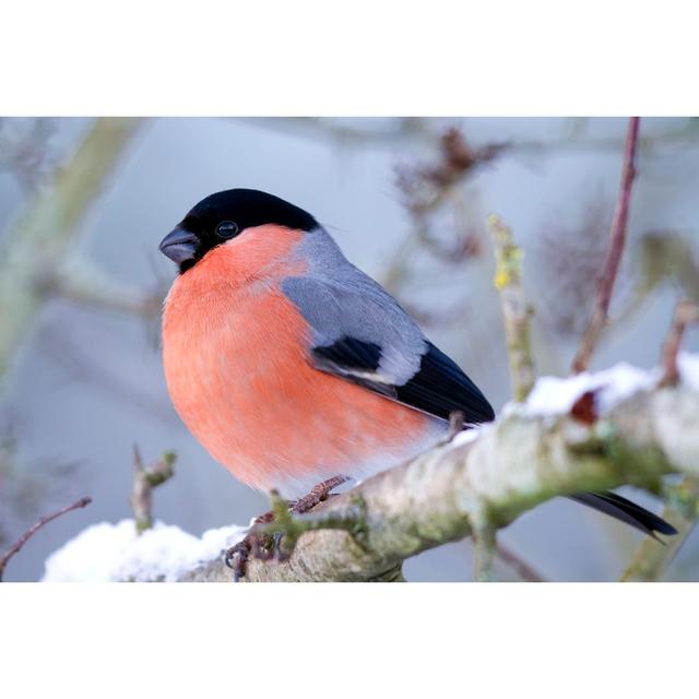 Bullfinch (Pyrrhula-pyrrhula) by Andrew_Howe - Wrapped Canvas Art Prints Marlow Home Co. Size: 120cm H x 80cm W on Productcaster.