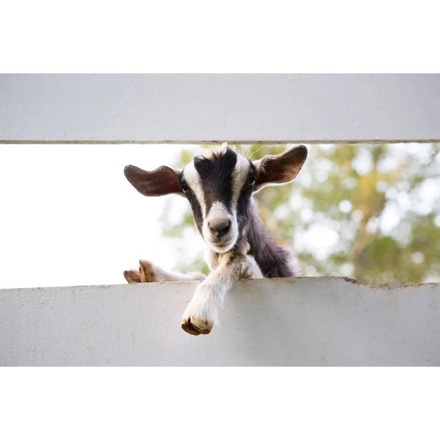 Goat Between Fences by Nikidavison - No Frame Art Prints on Canvas Brambly Cottage Size: 61cm H x 91cm W on Productcaster.