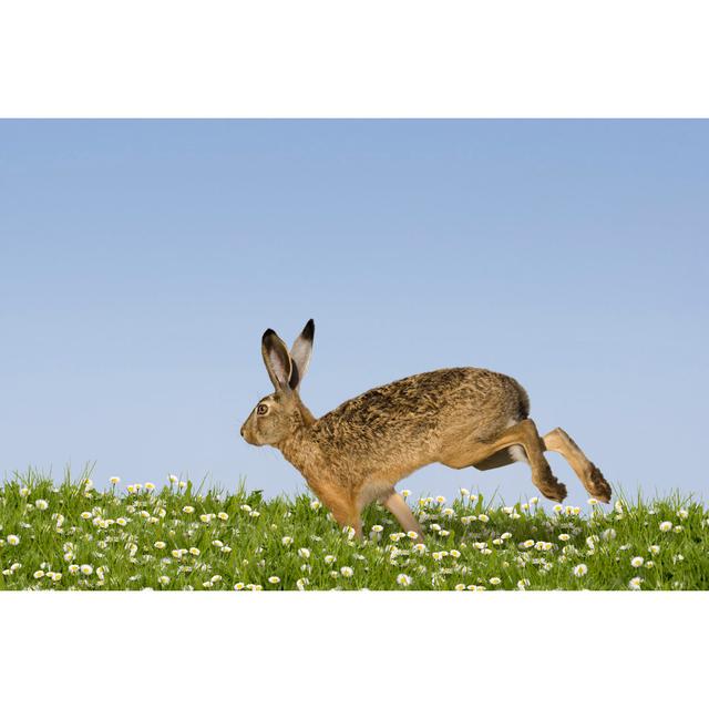 Easter Bunny Running by Leoba - Wrapped Canvas Print The Seasonal Aisle Size: 61cm H x 91cm W on Productcaster.